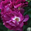 Sultry Sangria™>Heirloom Roses