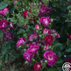 Sultry Sangria™>Heirloom Roses