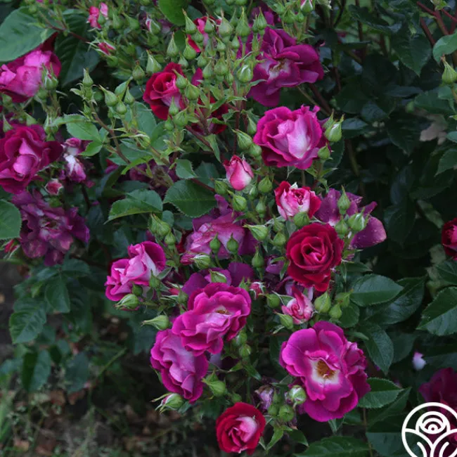 Sultry Sangria™>Heirloom Roses