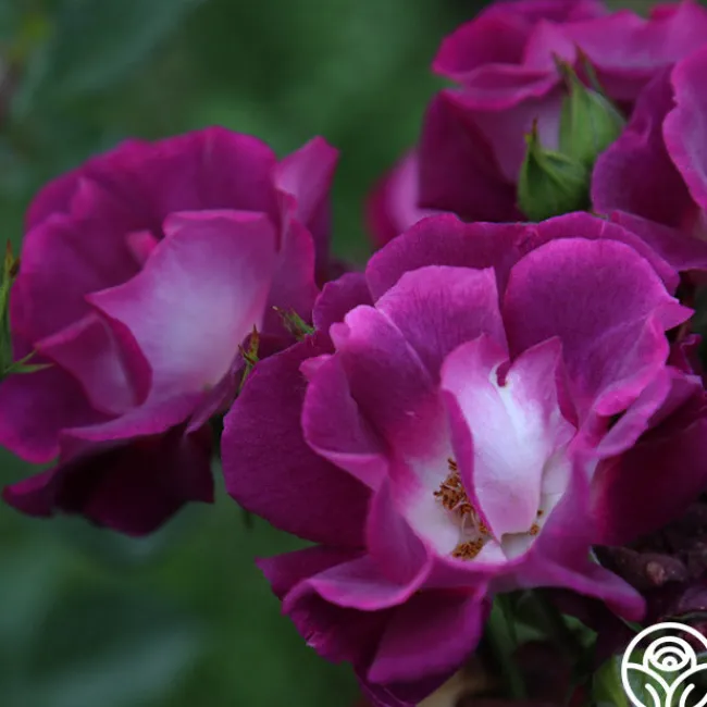 Sultry Sangria™>Heirloom Roses