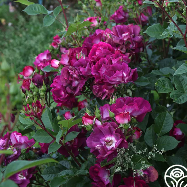 Sultry Sangria™>Heirloom Roses