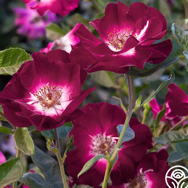 Sultry Sangria™>Heirloom Roses