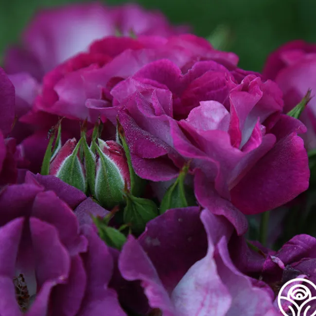 Sultry Sangria™>Heirloom Roses