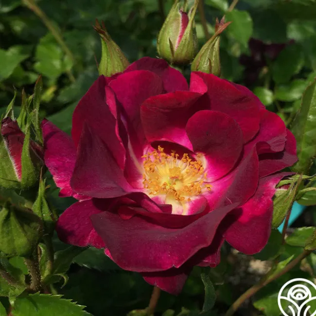 Sultry Sangria™>Heirloom Roses