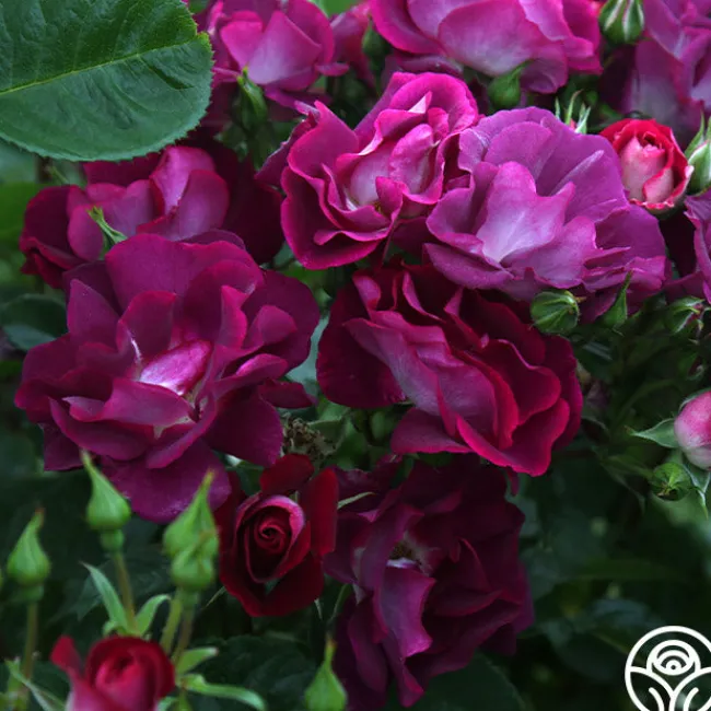Sultry Sangria™>Heirloom Roses