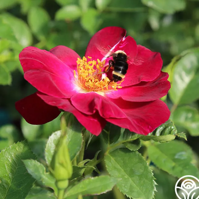 Sultry Sangria™>Heirloom Roses
