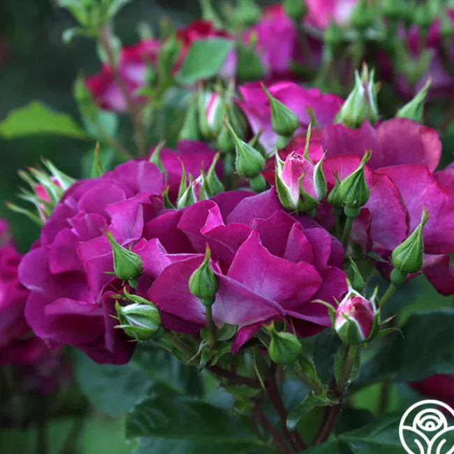 Sultry Sangria™>Heirloom Roses