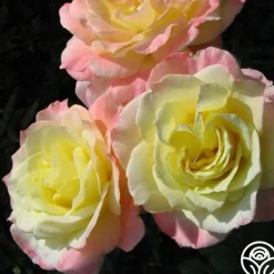 Summer Fashion>Heirloom Roses Sale