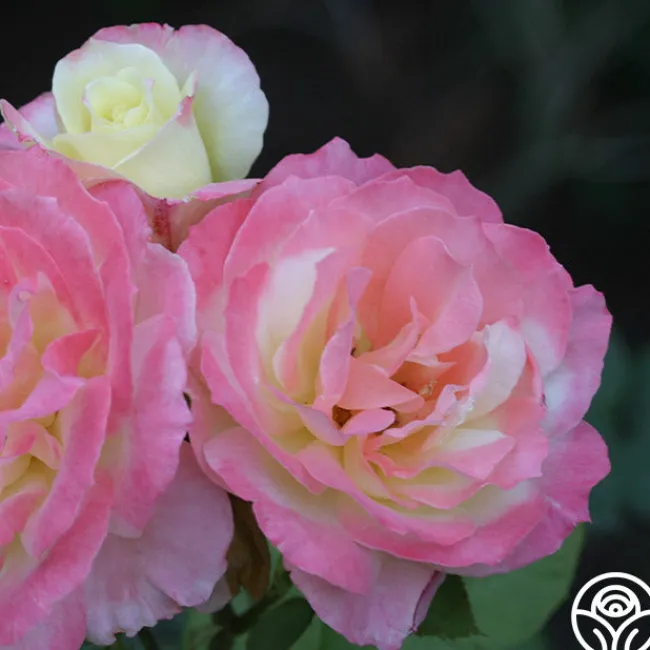 Summer Fashion>Heirloom Roses Sale