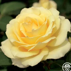 Summer Love™>Heirloom Roses Best