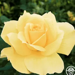 Summer Love™>Heirloom Roses Best