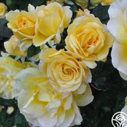 Summer Love™><noscript><img width=
