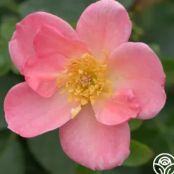 Summer Wind>Heirloom Roses