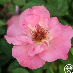 Summer Wine>Heirloom Roses Sale