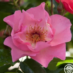Summer Wine>Heirloom Roses Sale
