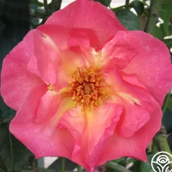 Summer Wine><noscript><img width=