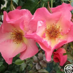 Summer Wine><noscript><img width=