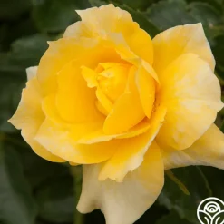 Sun Flare>Heirloom Roses New