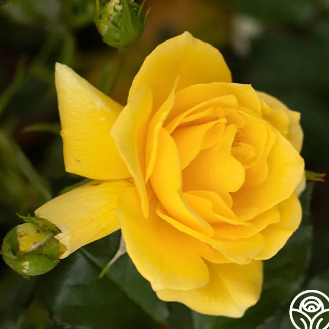 Sun Flare>Heirloom Roses New