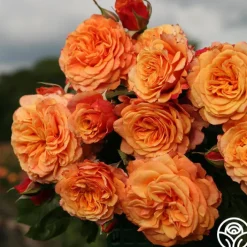 Sunbelt® Crazy Love™>Heirloom Roses