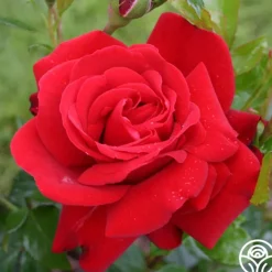 Sunbelt® Desmond Tutu>Heirloom Roses Outlet