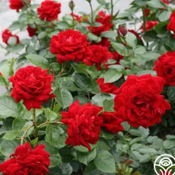 Sunbelt® Desmond Tutu>Heirloom Roses Outlet