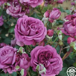 Sunbelt® Plum Perfect>Heirloom Roses Outlet
