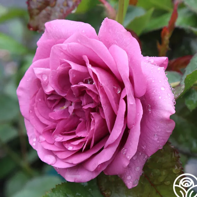 Sunbelt® Plum Perfect>Heirloom Roses Outlet
