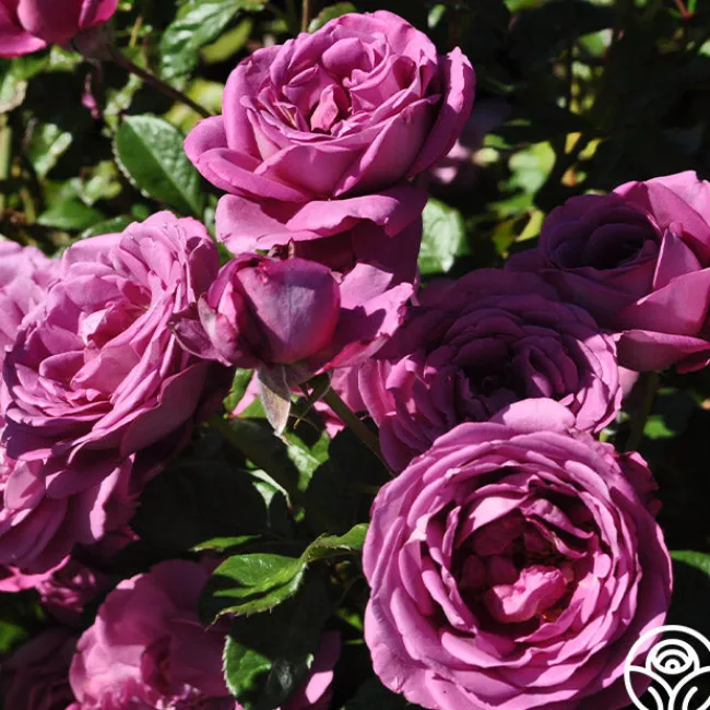 Sunbelt® Plum Perfect>Heirloom Roses Outlet