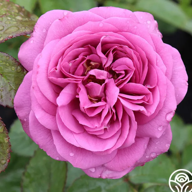 Sunbelt® Plum Perfect>Heirloom Roses Outlet