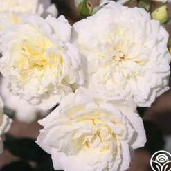 Sunbelt® Polar Express>Heirloom Roses
