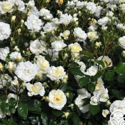 Sunbelt® Polar Express>Heirloom Roses
