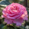 Sunbelt® Savannah>Heirloom Roses Hot