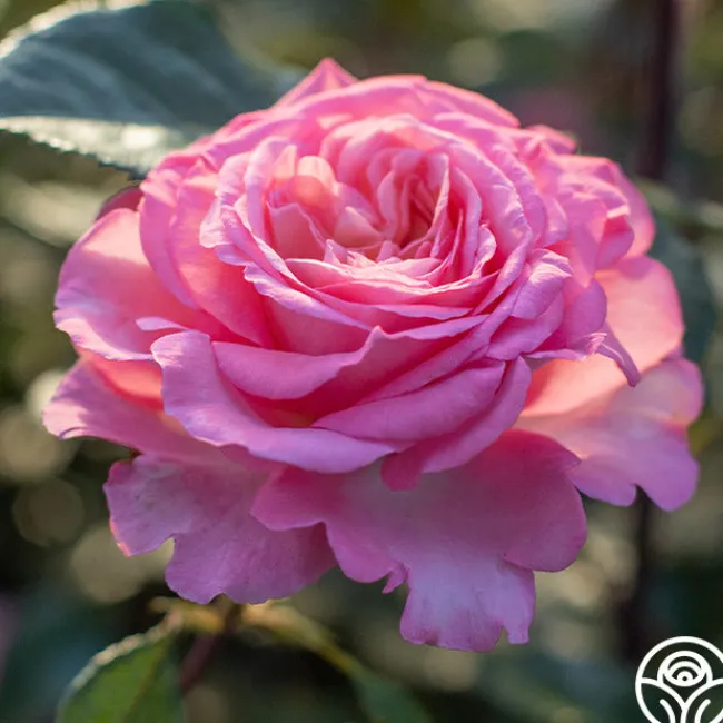 Sunbelt® Savannah>Heirloom Roses Hot
