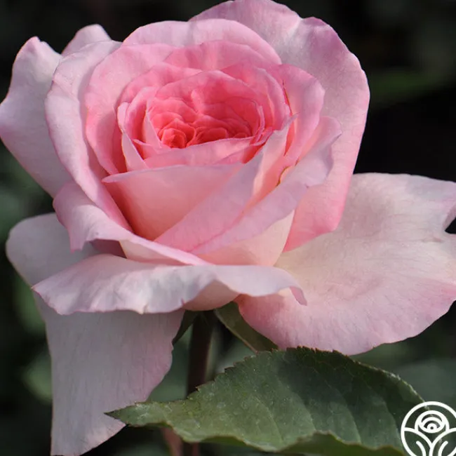 Sunbelt® Savannah>Heirloom Roses Hot