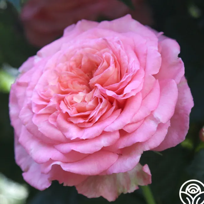 Sunbelt® Savannah>Heirloom Roses Hot