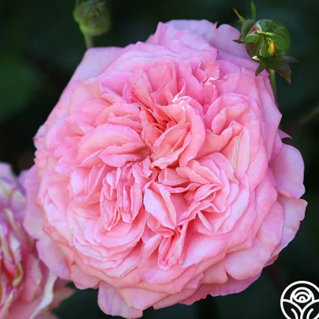 Sunbelt® Savannah>Heirloom Roses Hot