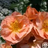 Sunbelt® Sierra Lady™>Heirloom Roses Online