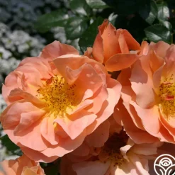 Sunbelt® Sierra Lady™>Heirloom Roses Online