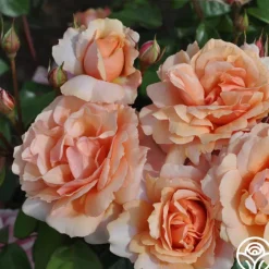 Sunbelt® Soul Sister™>Heirloom Roses Discount