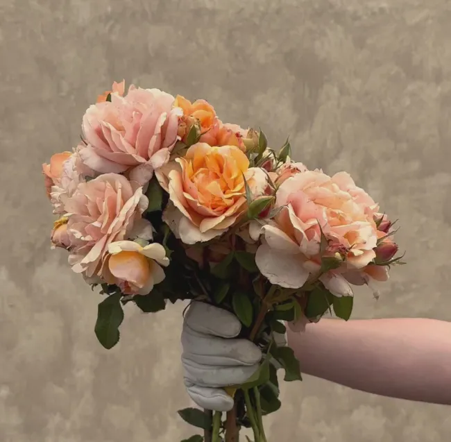 Sunbelt® Soul Sister™>Heirloom Roses Discount