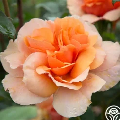 Sunbelt® Soul Sister™><noscript><img width=
