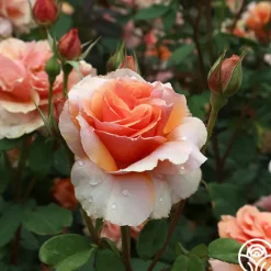 Sunbelt® Soul Sister™><noscript><img width=