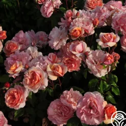Sunbelt® Soul Sister™><noscript><img width=