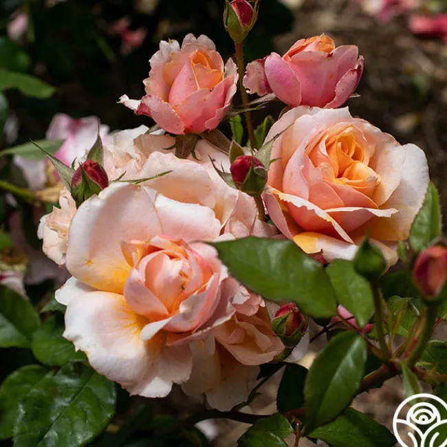 Sunbelt® Soul Sister™>Heirloom Roses Discount