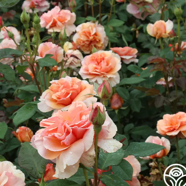 Sunbelt® Soul Sister™>Heirloom Roses Discount