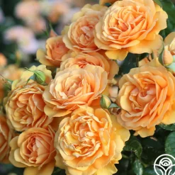 Sunbelt® South Africa®>Heirloom Roses Best