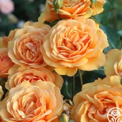 Sunbelt® South Africa®>Heirloom Roses Best