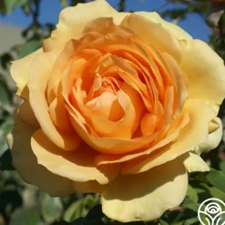 Sunbelt® South Africa®><noscript><img width=