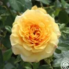 Sunbelt® Tupelo Honey™>Heirloom Roses Hot